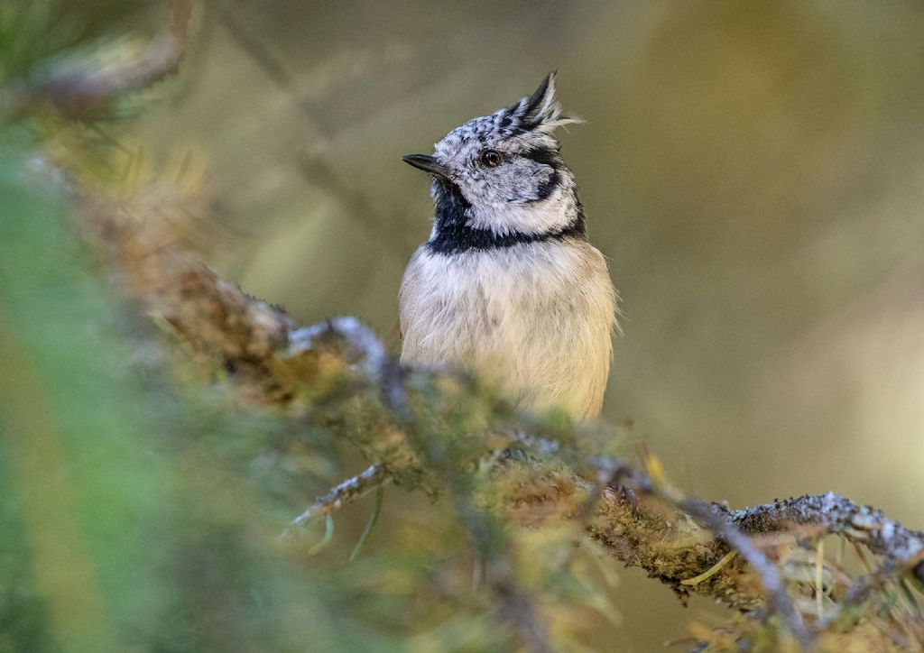 Cincia dal ciuffo (Lophophanes cristatus)